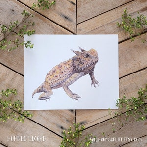 Horned Lizard Scientific Illustration Art Print, Giclee Nature Art, Wildlife Watercolor, Horny Toad Picture, Illustrated Phrynosoma lizard image 1
