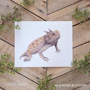 Horned Lizard Scientific Illustration Art Print, Giclee Nature Art, Wildlife Watercolor, Horny Toad Picture, Illustrated Phrynosoma lizard