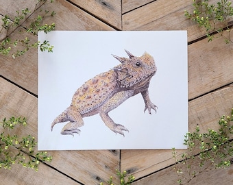 Horned Lizard Scientific Illustration Art Print, Giclee Nature Art, Wildlife Watercolor, Horny Toad Picture, Illustrated Phrynosoma lizard