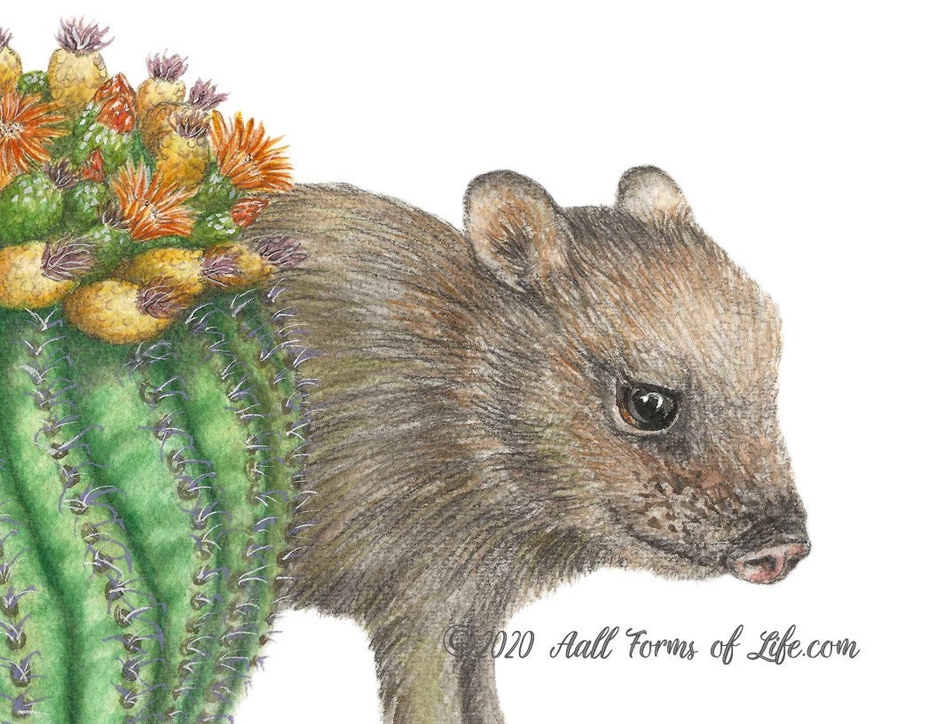 Javelina and Barrel Cactus Art Print Natural Science Etsy