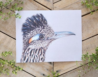 Roadrunner Glare Art- Scientific Illustration, Bird art, Desert bird, nature print, Roadrunner Art Print, Serious Bird Head, Colored Pencil