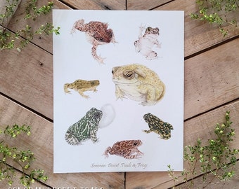 Desert Toads and Frogs Scientific Plate Art Print, scientific illustration plate, biology art, sonoran toad, green red spotted, narrowmouth