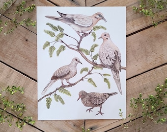 Desert Doves Scientific Illustration, Dove Art, Mourning Dove, Inca, White winged, ground dove, Sonoran Desert Bird Art Print, Nature Art