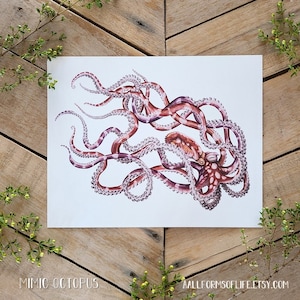 Mimic Octopus, Scientific Illustration - Aquatic Behavior Swimming- Watercolor, Pen & Ink Print