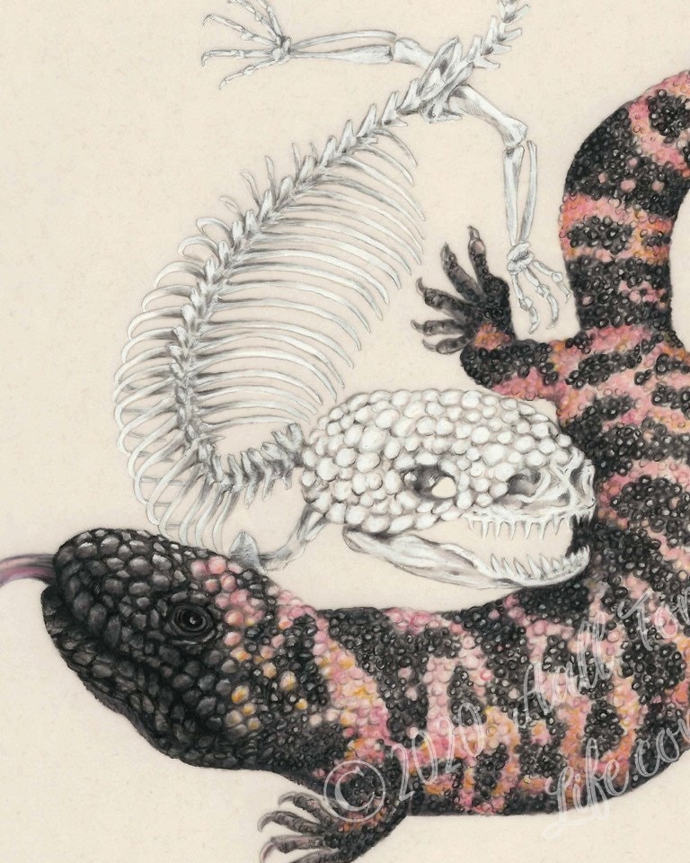 Gila Monster Lizard & Skeleton, Scientific Illustration, Gila Monster ...