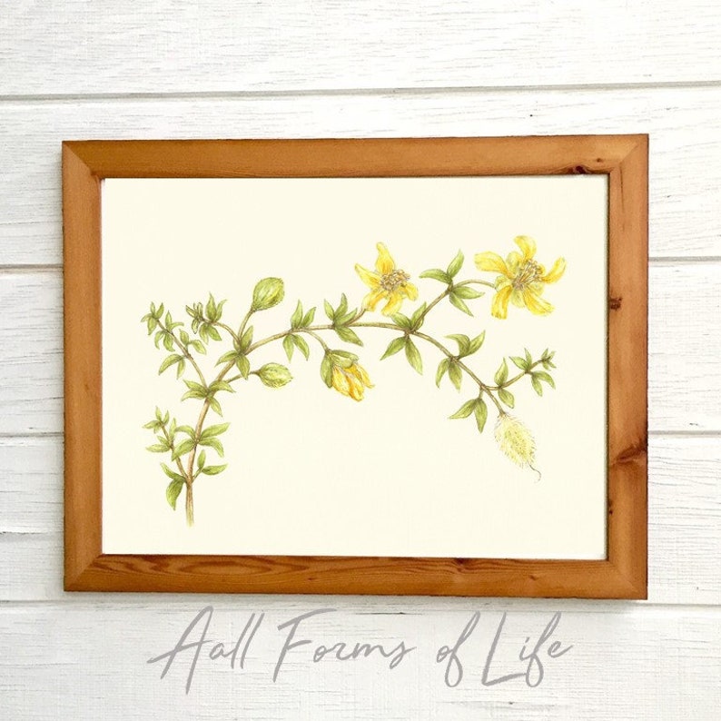 Creosote Bush Bloom, Botanical Illustration, Watercolor dry brush, desert flower, Creosote art, yellow flower painting, biology art image 2