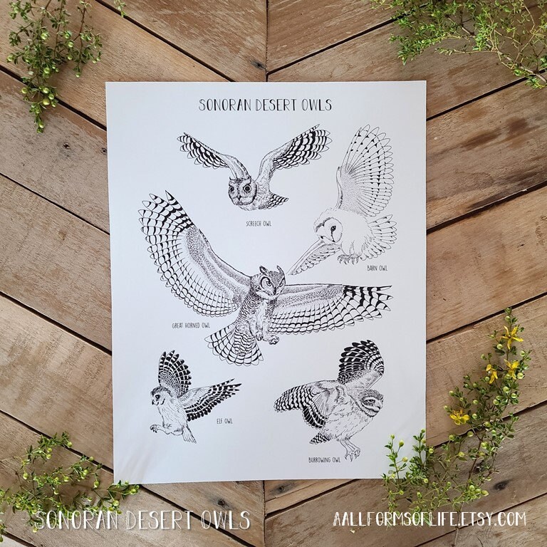 Sonoran Desert Owls Scientific Illustration Art Print, Science Owl Art, Common Owl Identification Plate, Desert Owl Collection, Owl Info
