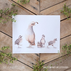 Patient Quail- Scientific Illustration- Quail Family- Funny desert Wildlife, Birds, Watercolor & Graphite, Baby Quail Art, Quail Mom young