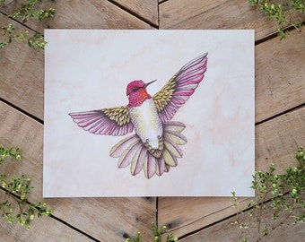 Anna's Hummingbird Scientific Illustration Art Print, avian art, bird illustration, watercolor hummingbird, sonoran desert illustration