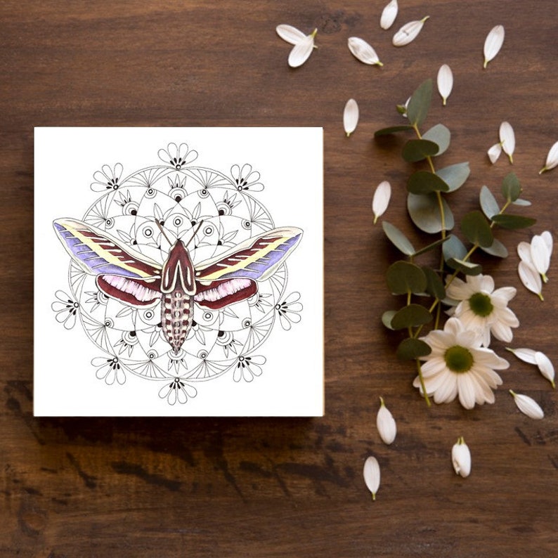 May include: A black and white mandala design with a colorful moth in the center. The moth has purple, red, yellow, and white wings. The mandala is surrounded by a white background.