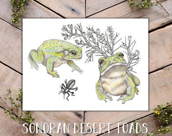 Desert Toads and Pinacate Beetle Art Print, Sonoran Desert Toad Illustration, Toad decor, Toads and cactus