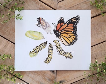 Monarch Metamorphosis Art Print, Monarch Butterfly Illustration, Caterpillar to Butterfly Transformation Scientific Illustration Science ART