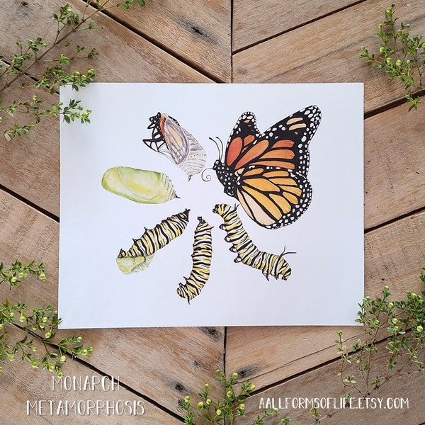 Monarch Metamorphosis Art Print, Monarch Butterfly Illustration, Caterpillar to Butterfly Transformation Scientific Illustration Science ART