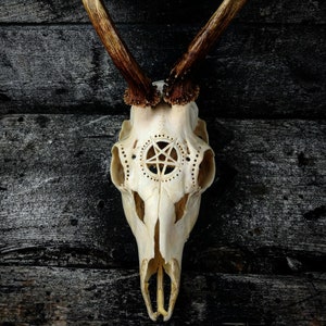 Made to order Roe deer skull engraved huge impressive pentacle 666 evil satan carving gift boyfriend girlfriend mother father buck light