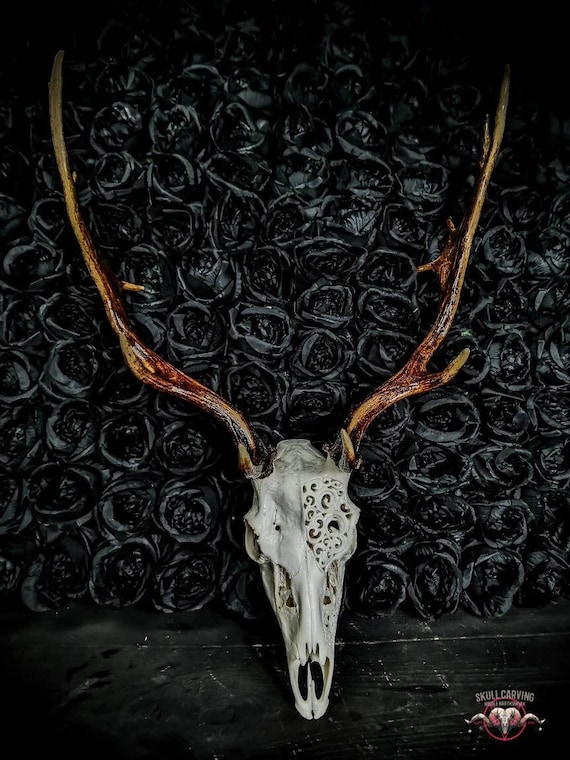 Engraved Fallow Deer Skull: Swirly Filigree Carving, Custom Art - Etsy