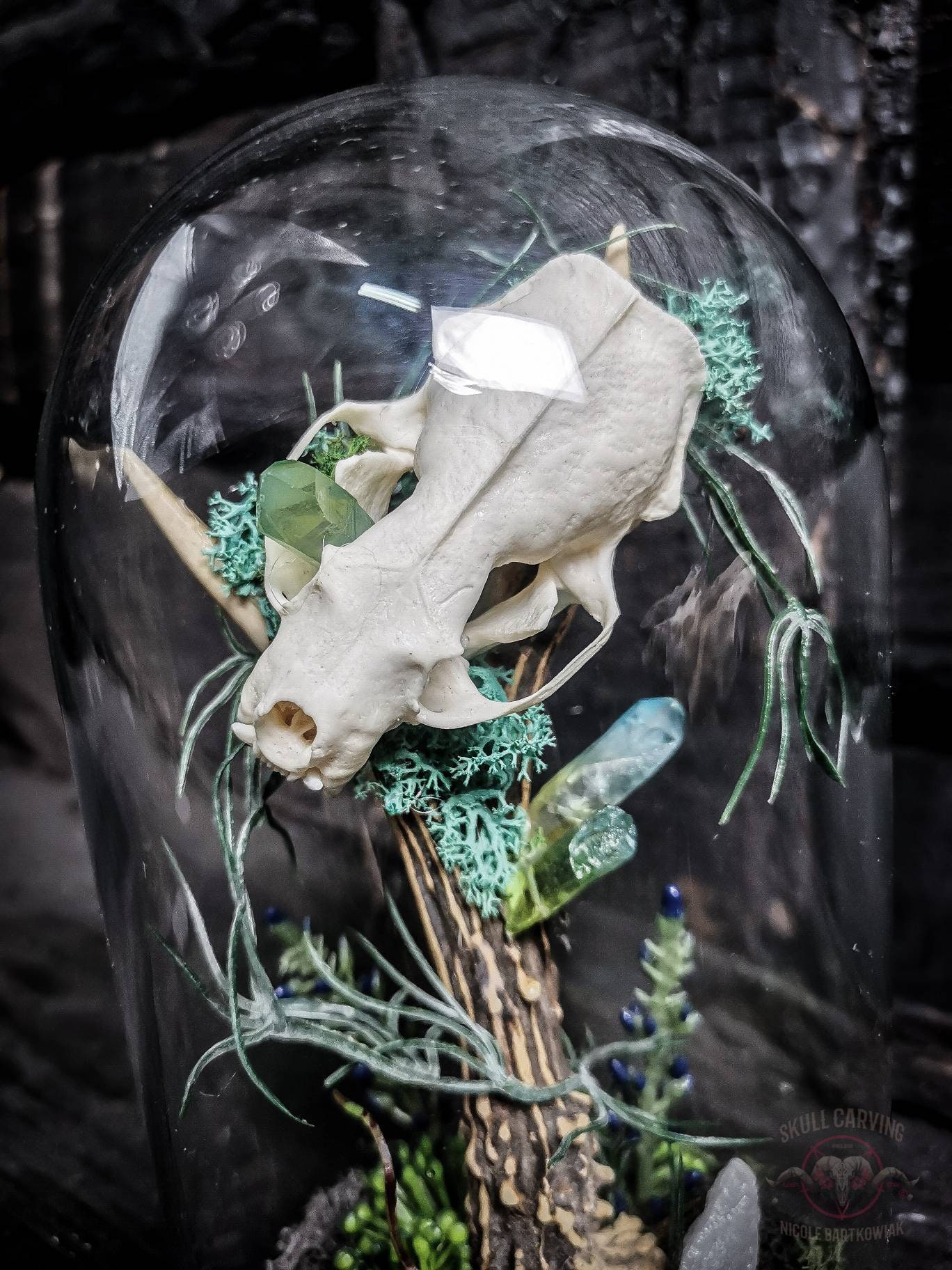 ACQ鉢　scull head ACQ鉢 scull head