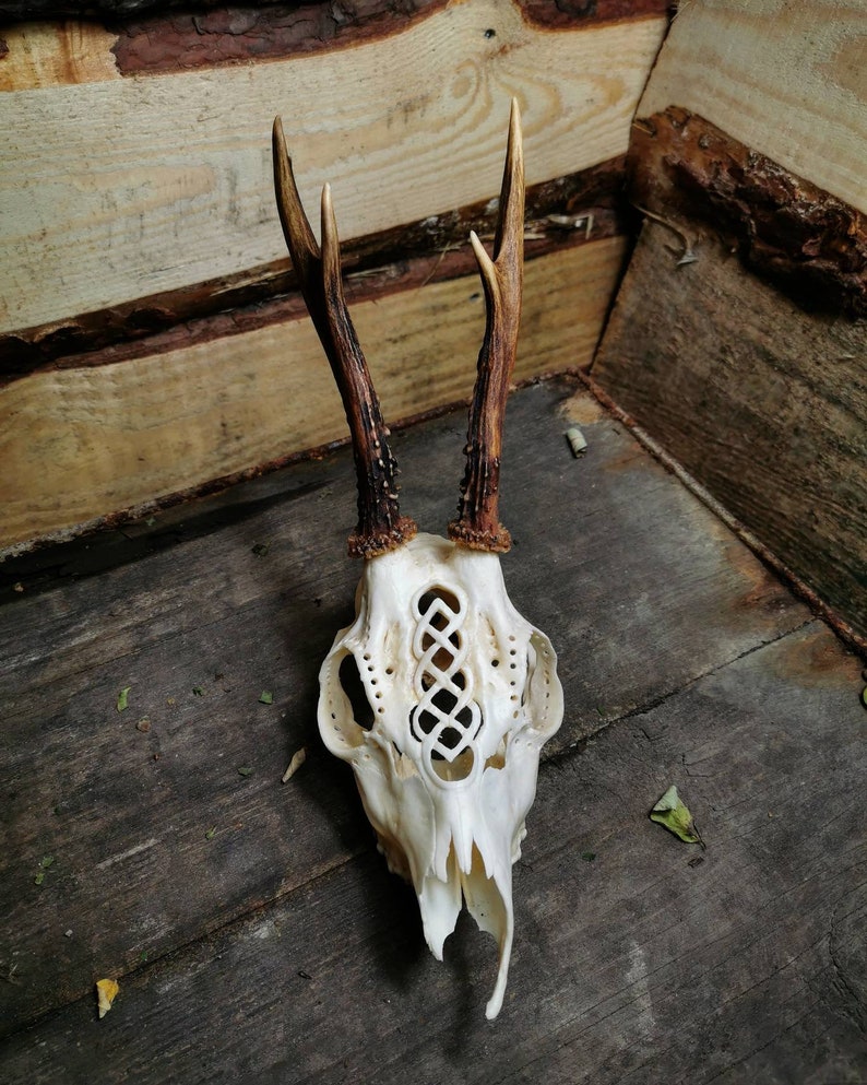 Roe deer skull engraved art huge impressive Celtic knot ornaments carving gift boyfriend girlfriend mother father filigree buck real unique