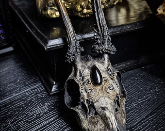 HUGE Four Horned Jacob Sheep Skull - Ram Skull with All HUGE Four Horned Jacob Sheep Skull - Ram Skull with All