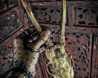 Arte de cráneo de corzo grabado: runas vikingas, adorno de labradorita
