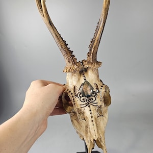 Echter Reh Schädel mit Gravur Motiv und Labradorit braun golden