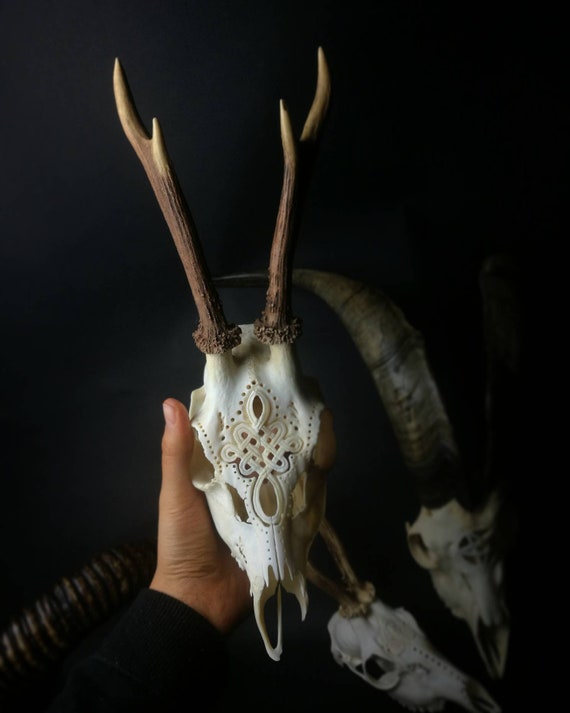 Made To Order Carved Roe Deer Skull For Girlfriend Or Etsy