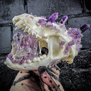 Amethyst Crystal Raccoon Skull: Real Bone Oddity - Made to Order