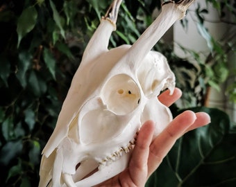 Engraved Muntjac Skull with Labradorite: Filigree Art Sculpture