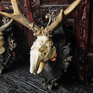 Made to order REAL authentic jackalope skull with engraved design and beautiful labradorite stones deer antlers rabbit bunny hare in frame