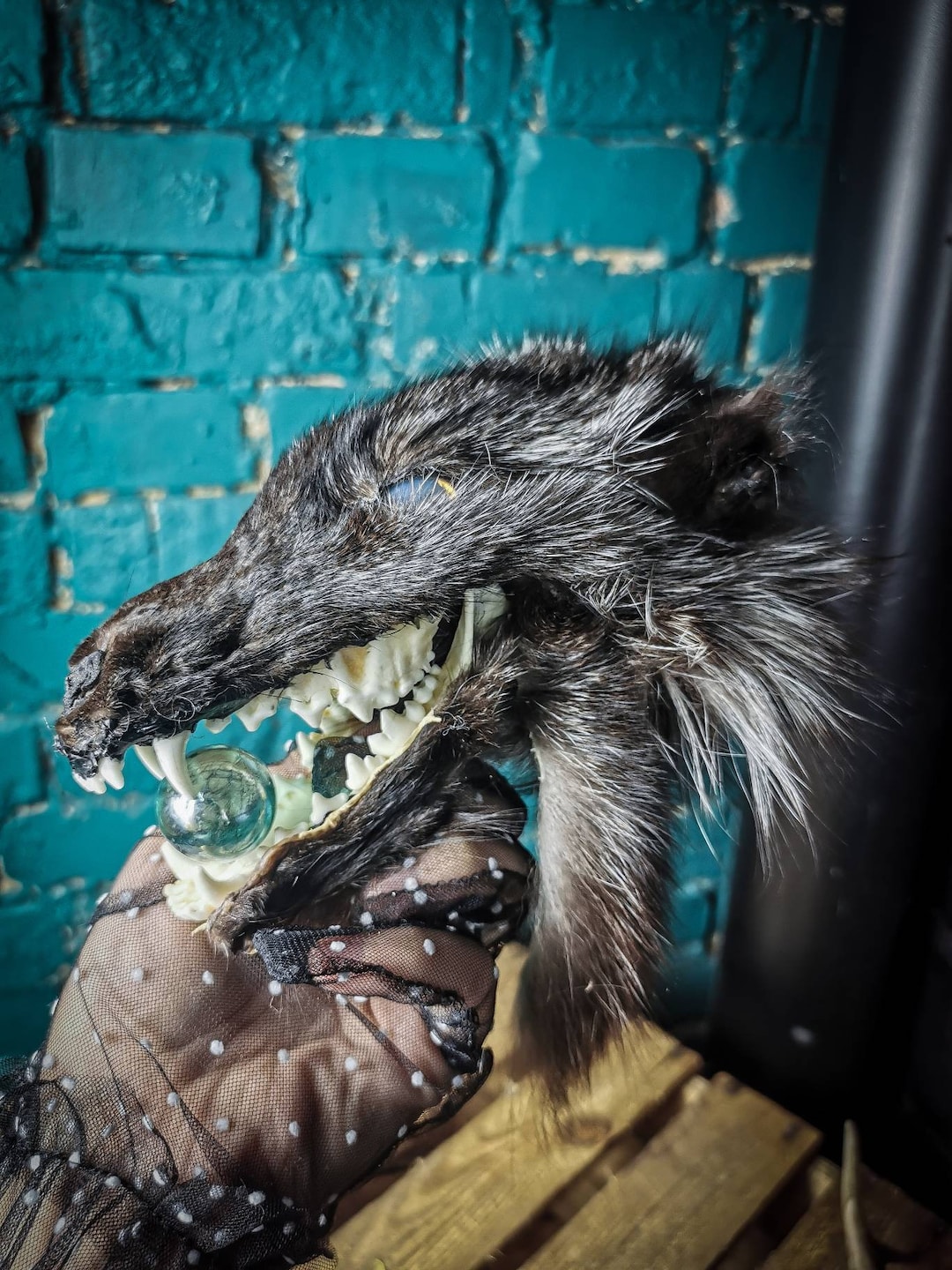 Creepy Real Silver Fox Skull With White Eyes Fur Ears