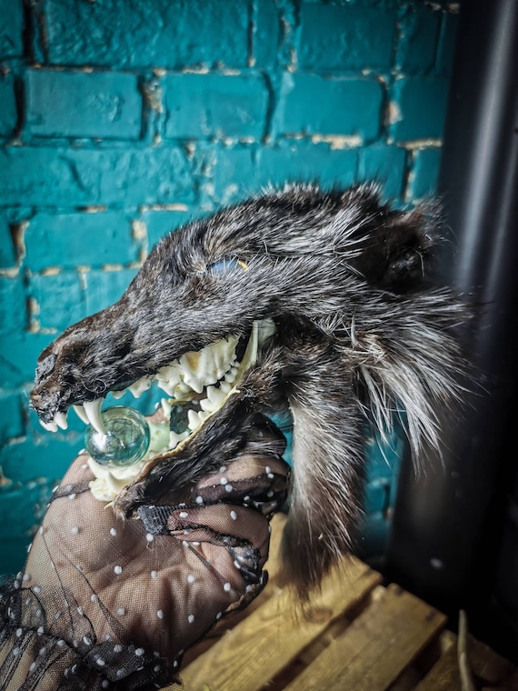 On Stock Creepy Real Silver Fox Skull With White Eyes Fur Ears Crystal Ball  Scarry Horror Taxidermy Lower Jaw Head Sphere - Etsy Denmark
