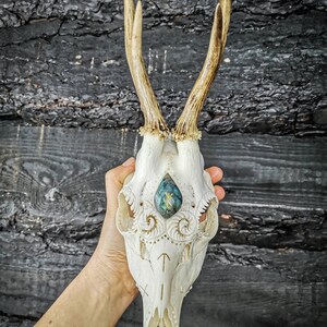 Può includere: Un teschio di cervo bianco con intagli intricati e una pietra preziosa blu incastonata nella fronte. Il teschio è tenuto in una mano su uno sfondo di legno scuro.