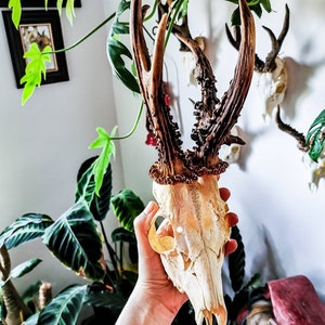 Real Roe deer skulls - deformated unique antlers rare deformed abnormal