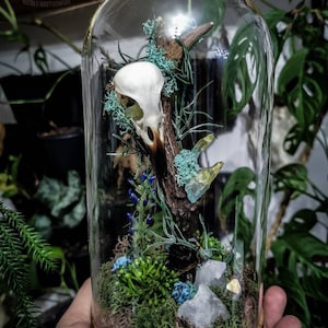 Made to order Real Roe deer antler with bird skull aged crystals quartz moss woods in glass dome