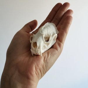 Könnte beinhalten: Ein kleiner, cremefarbener Tierschädel, wahrscheinlich von einer Katze, wird in einer Hand gehalten. Der Schädel weist Augenhöhlen, eine Nasenhöhle und Zähne auf. Die Knochenstruktur ist detailliert und gut erhalten. Der Hintergrund ist schlicht weiß.