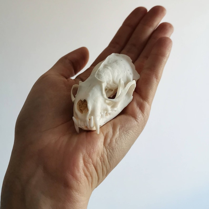 Real American mink skull with all teeth jaw without any damage high quality taxidermy premium
