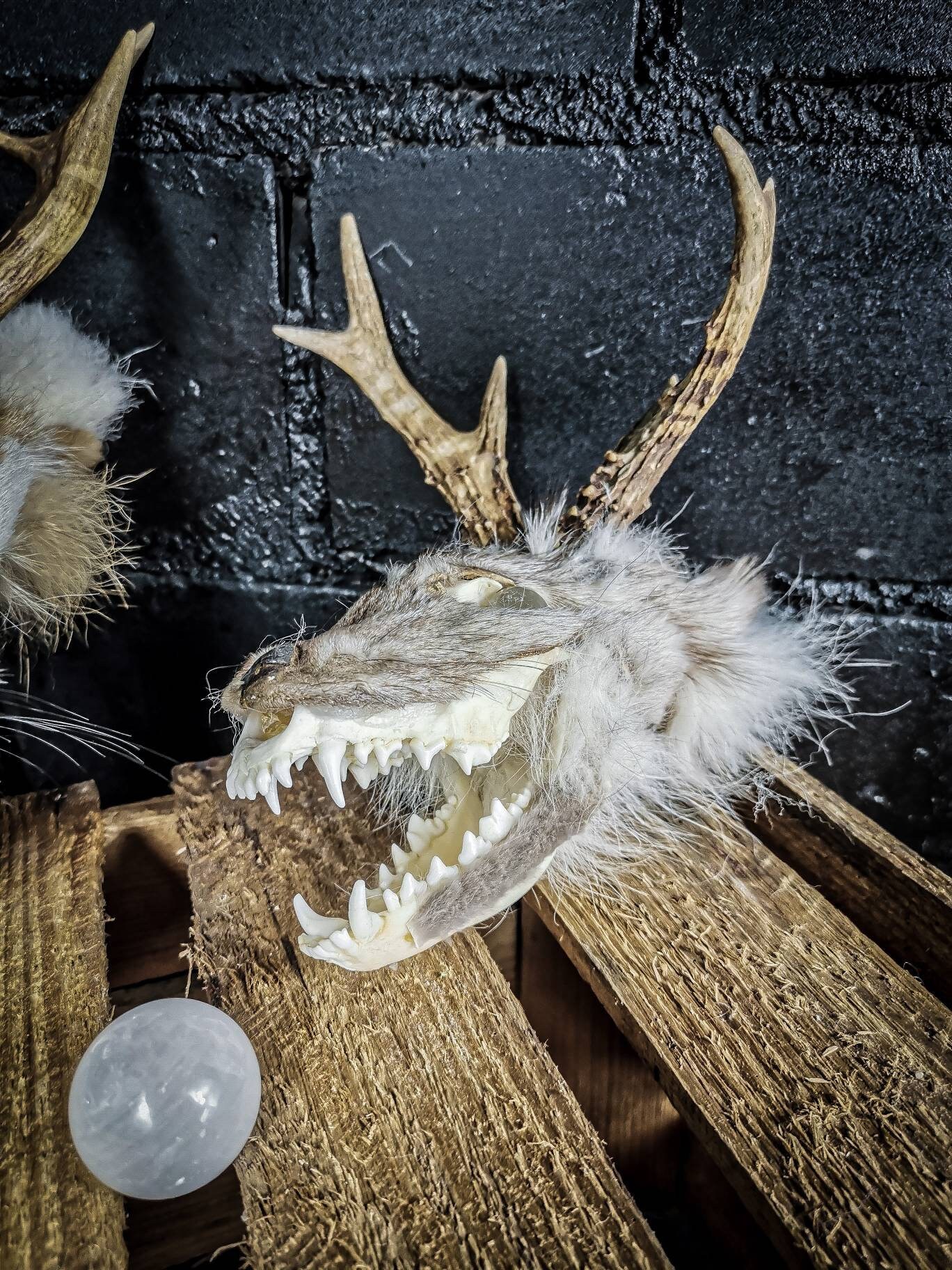 Horned Fox Skull Taxidermy: Roe Deer Antlers, Quartz Eyes - Etsy
