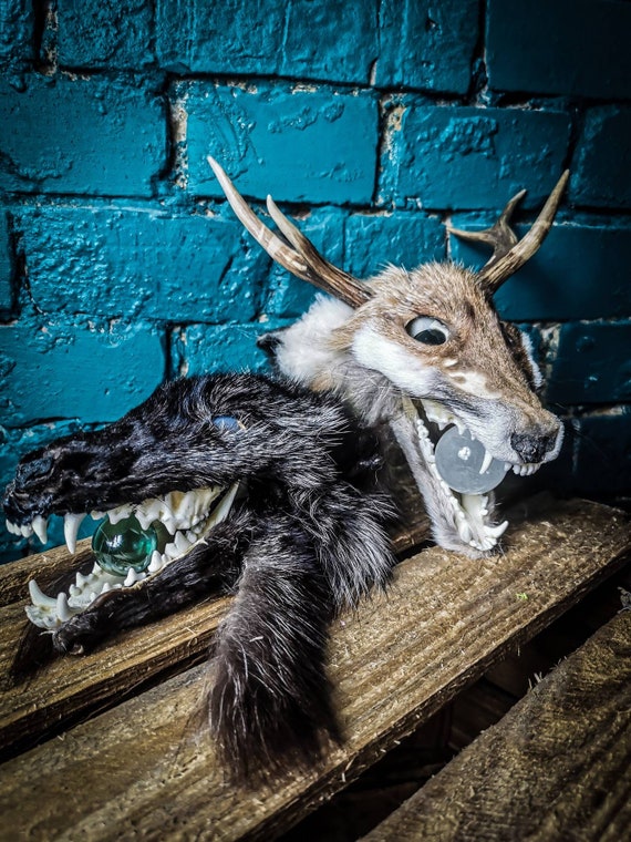 Creepy Red Fox Skull Taxidermy With Roe Deer Antlers & Quartz Ball
