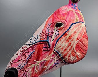 Handmade Anatomical Horse Head Model: Painted Study Prop