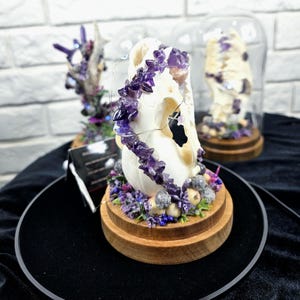 Raccoon Skull in Glass Dome: Amethyst Crystal Decor