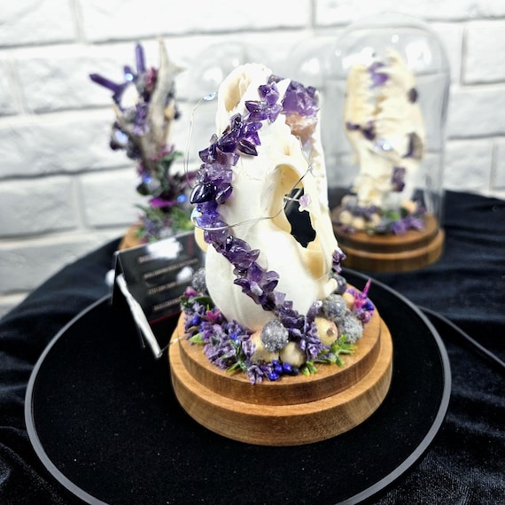 Raccoon Skull in Glass Dome: Amethyst Crystal Decor - Etsy  display picture 2