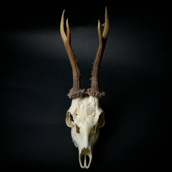 Carved Roe Deer Skull For Girlfriend Or Boyfriend Gift Etsy