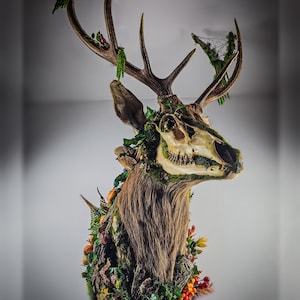 Puede incluir: Una cabeza de ciervo disecada con grandes astas, adornada con musgo, follaje y bayas. El cráneo del ciervo es visible, y el montaje está decorado con varios elementos naturales, creando una exhibición única y artística.