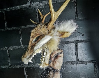 Creepy Red Fox Skull Taxidermy With Roe Deer Antlers & Quartz Ball