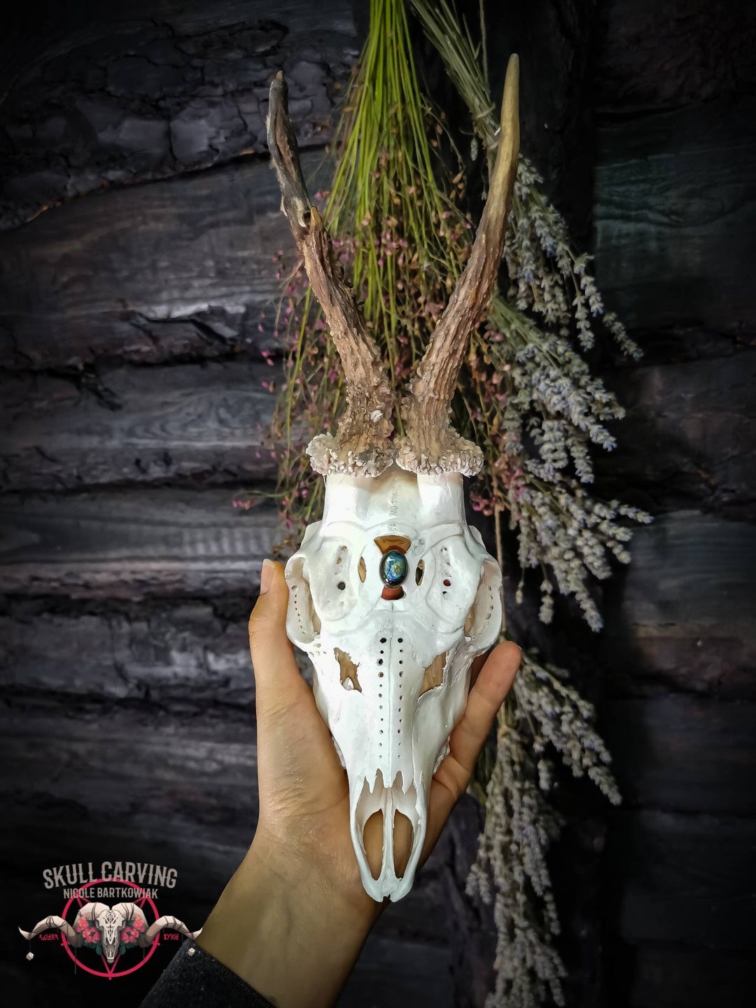 Engraved Roe Deer Skull With Antlers: Triple Moon Labradorite