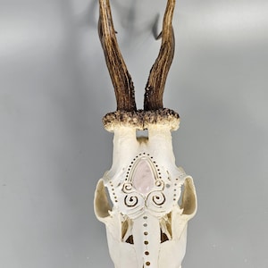 Echter Reh Schädel mit graviertem Design und Cabochon Rosa Quarz Kristall