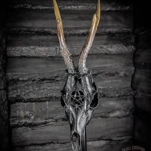 Made to order Roe deer skull with engraved design pentagram painted satin black real bone gift idea evil 666 satan ave samael