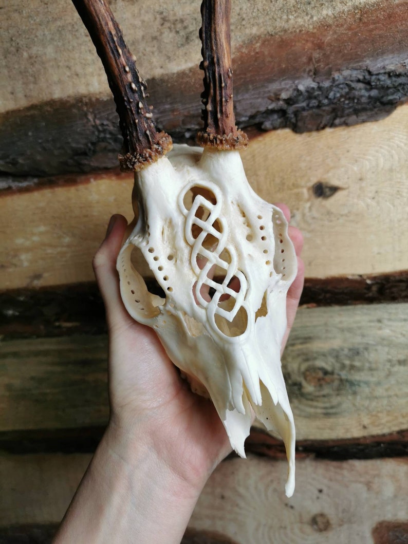 Roe deer skull engraved art huge impressive Celtic knot ornaments carving gift boyfriend girlfriend mother father filigree buck real unique