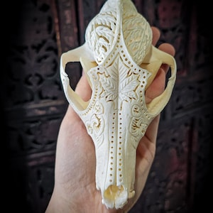 Può includere: Un teschio di animale bianco con intricate incisioni di foglie e fiori. Il teschio è tenuto in una mano, con uno sfondo di legno scuro.