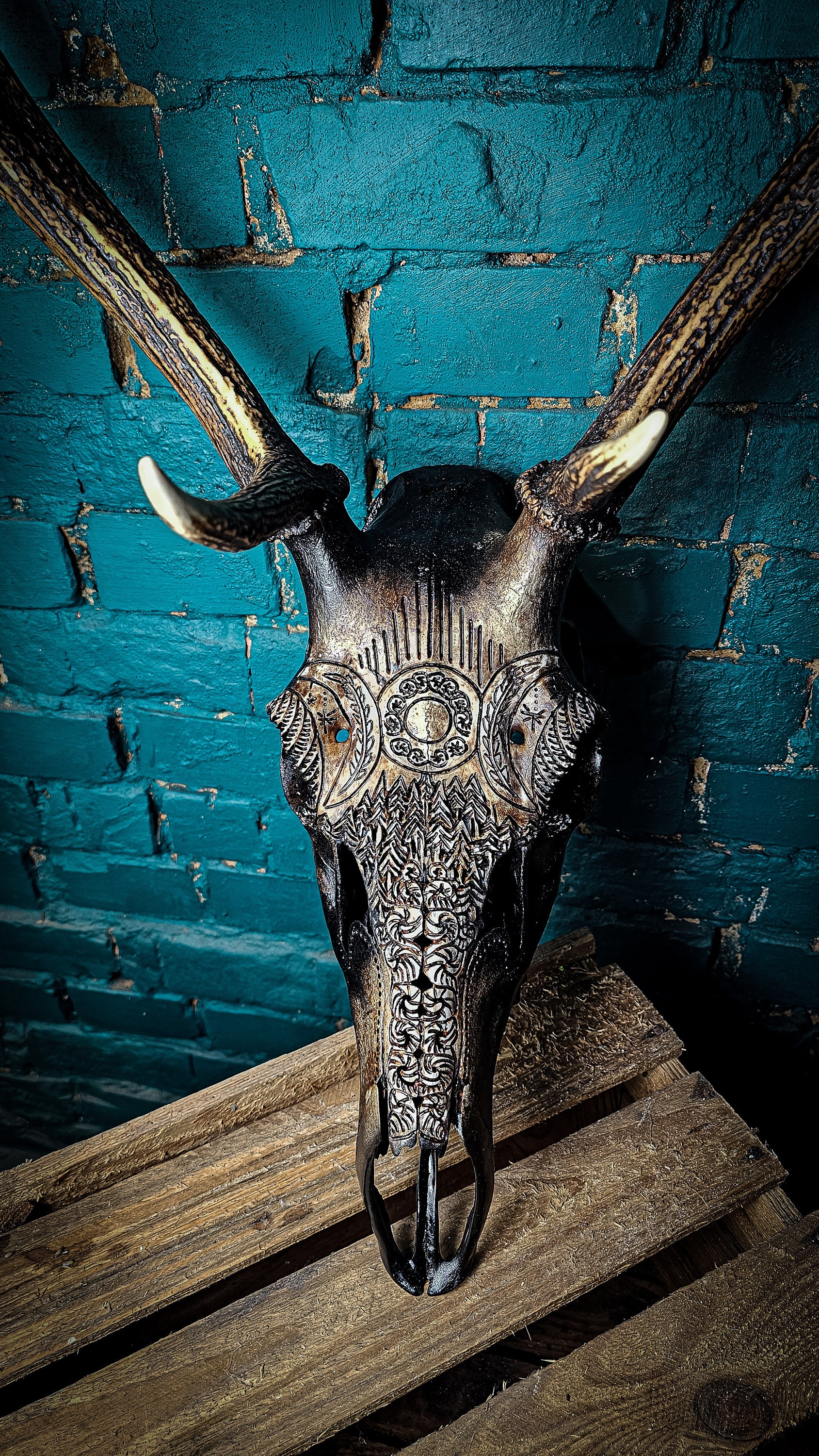 蝦夷鹿hunting trophy（deer skull） Springbok Full Skull