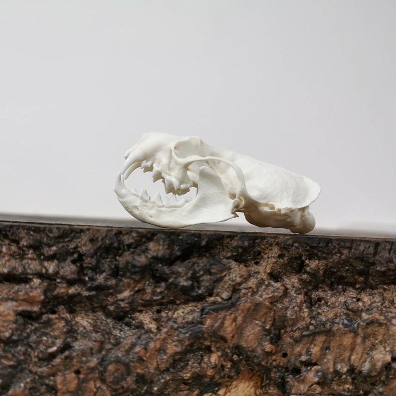 Real American mink skull with all teeth jaw without any damage high quality taxidermy premium